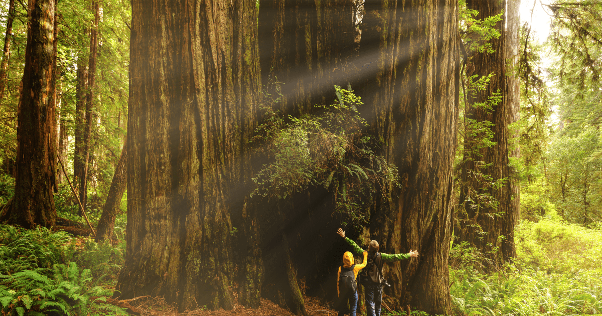 Easy Hiking Trails in California That Embrace Sustainability