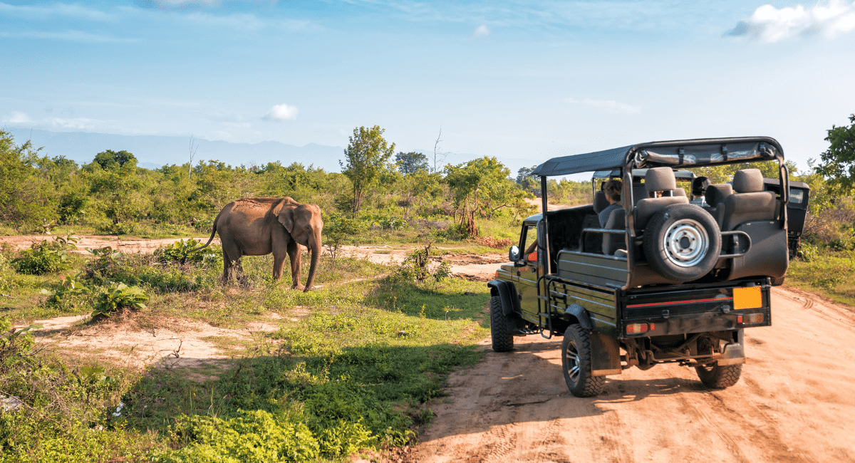 Safari Holidays South Africa