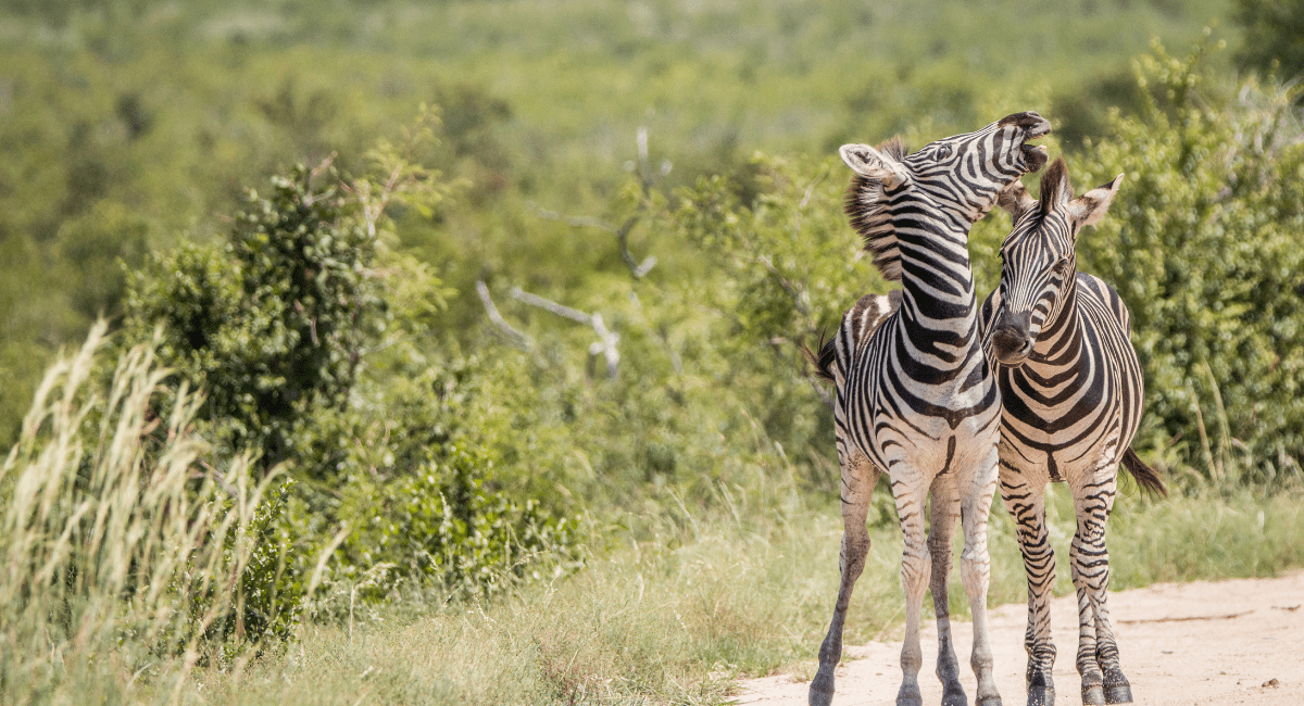 South Africa’s Diverse Wildlife