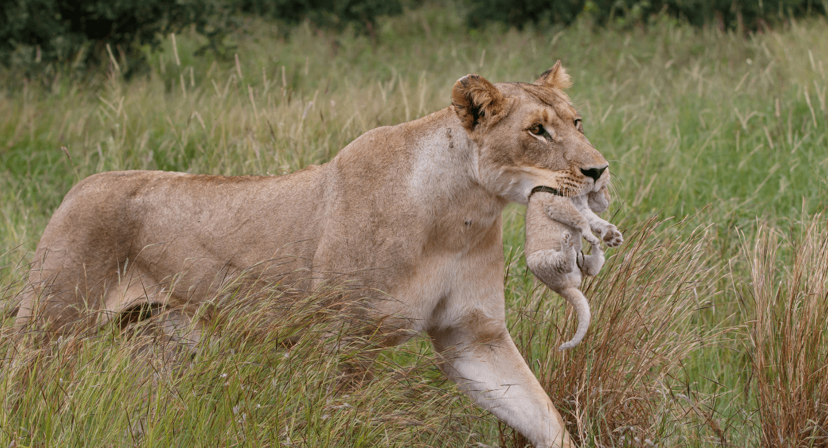 Safari Holidays South Africa