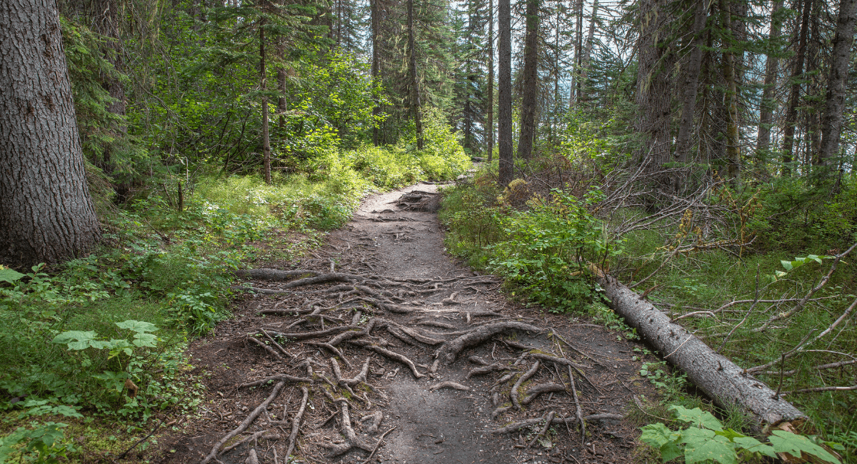 Hiking in the Majestic Yoho National Park Canada